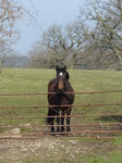 FZ004242 Horse waiting at fence.jpg